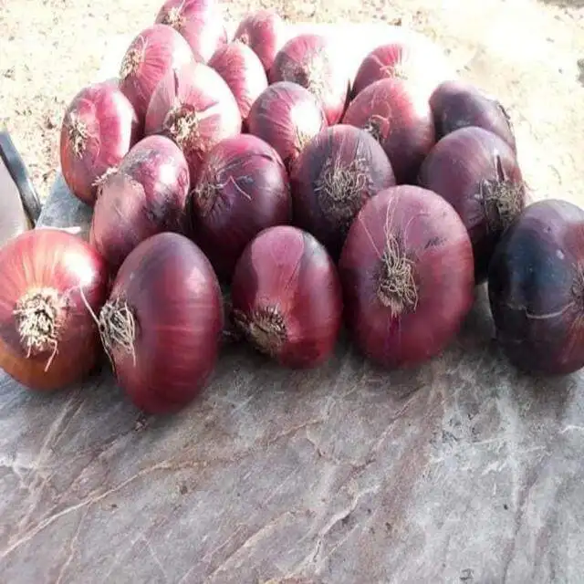 egyptian high quality fresh red onion competitive price
