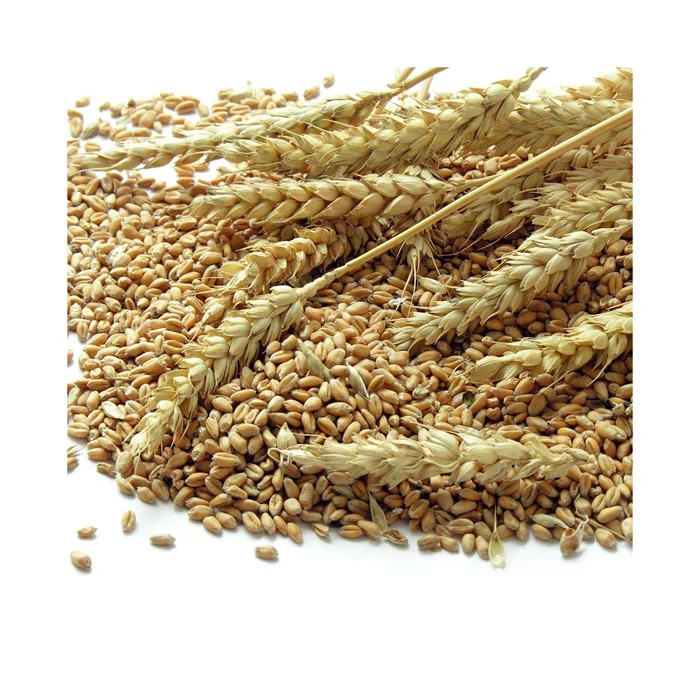 Wholesale Supplier Best Quality Organic Whole Wheat Grain For Sale In Cheap Price