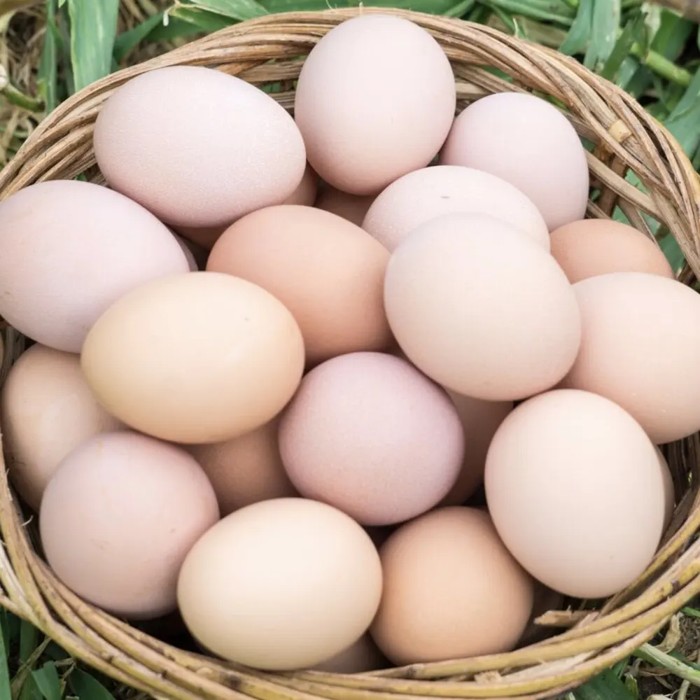 Quality Fertilized Chicken Eggs/ Cobb 500 Broiler Chicken Eggs/Fresh Cobb 700 Fertile eggs Fresh White and brown table eggs