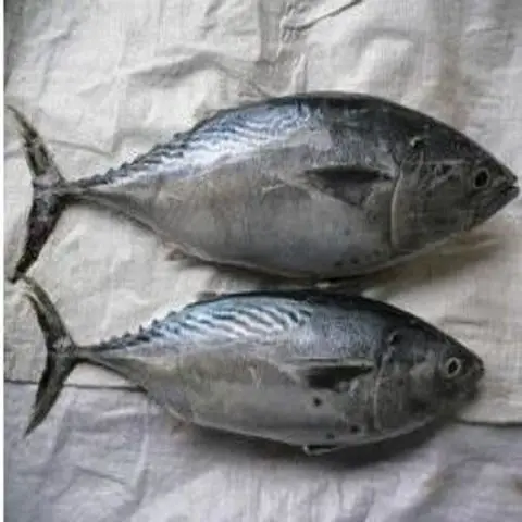 Best price Fresh Frozen Bonito Tuna Fish Exporter