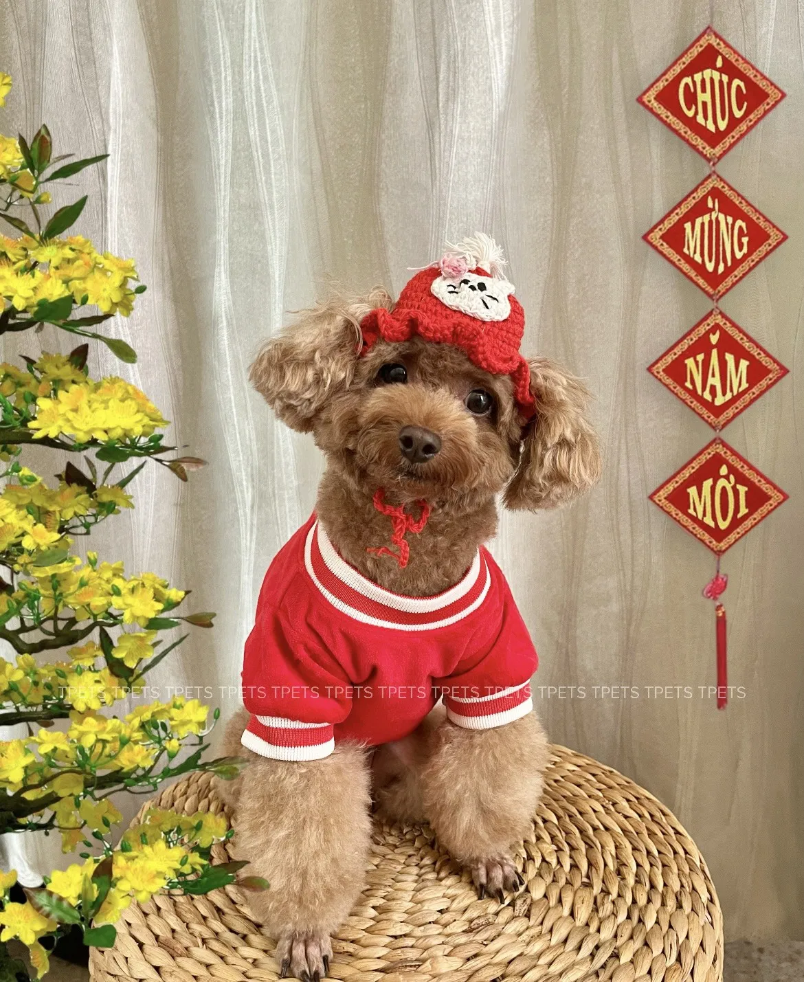 Vietnam Wholesale High Quality New T-shirt Pet Clothing Dog Clothes for Sring Summer Season Pet Apparel