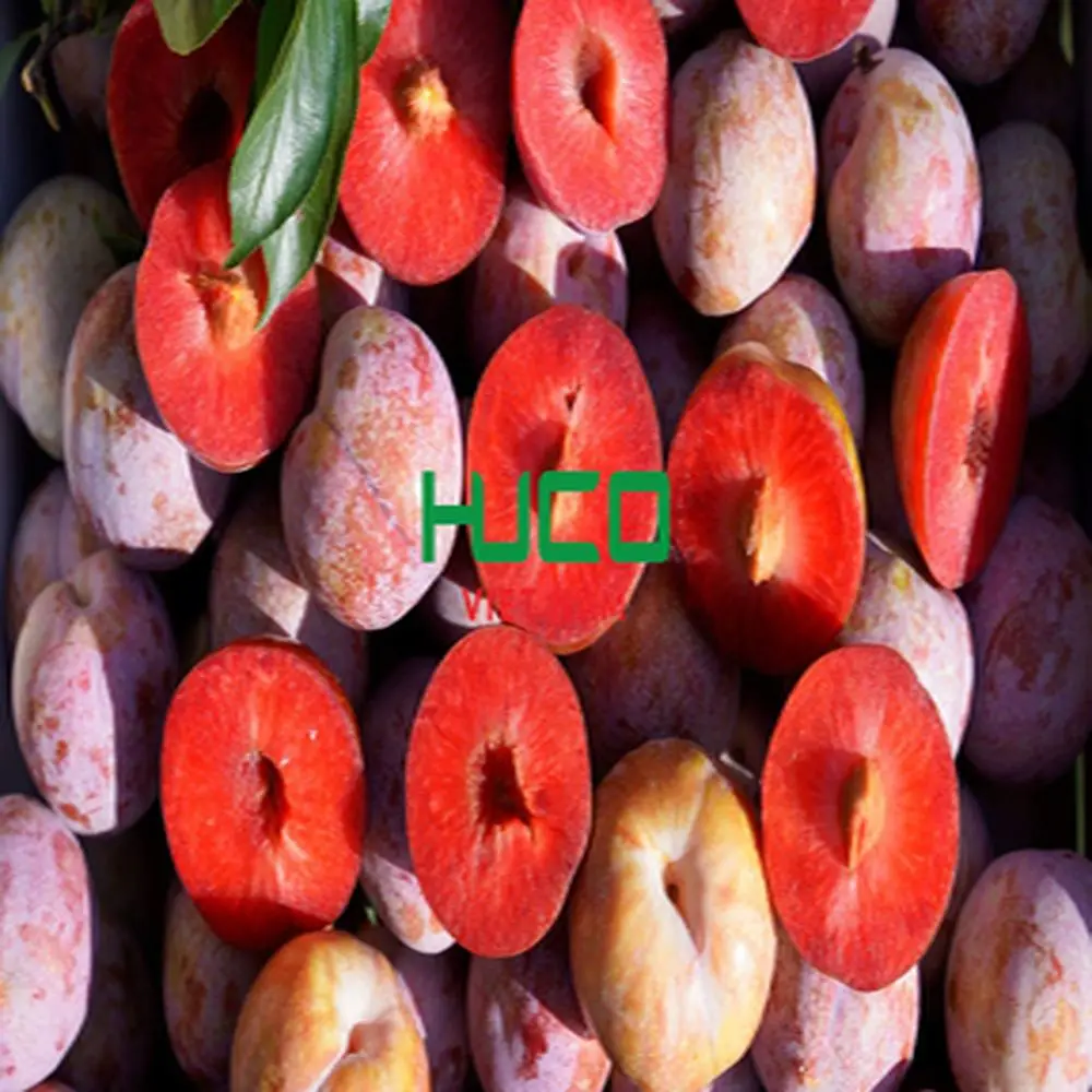 New Harvest Plums Vietnam Fresh Plums Red shell Fresh Fruit Production Of Non chemicals
