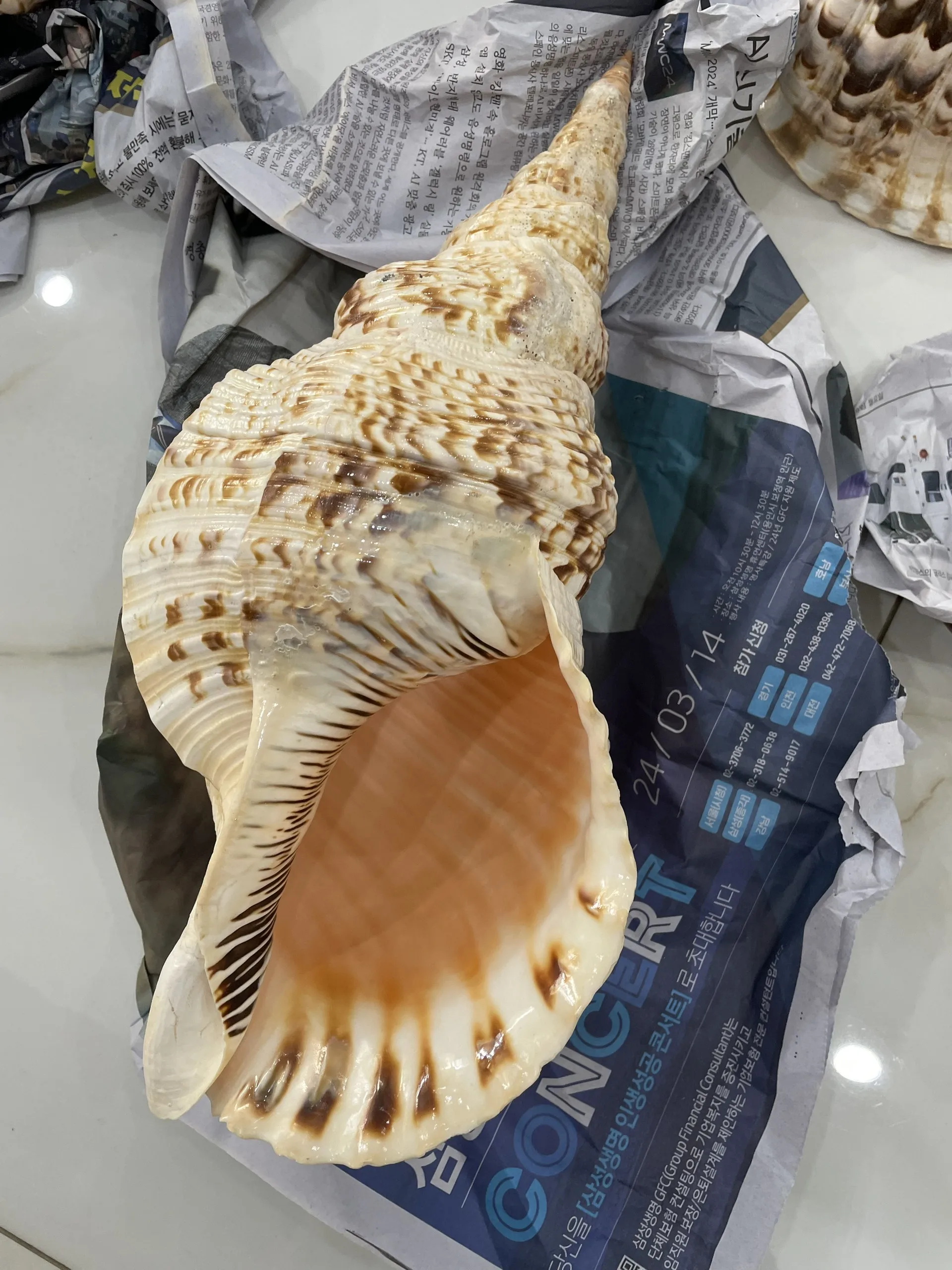 Snail Shells for Decoration Large Size Trumpet Seashells Triton Seashell Conch Natural Sea Shell Originated From Vietnam