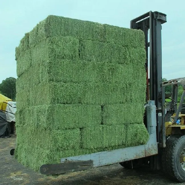 Alfalfa hay with high protein for animal feeding