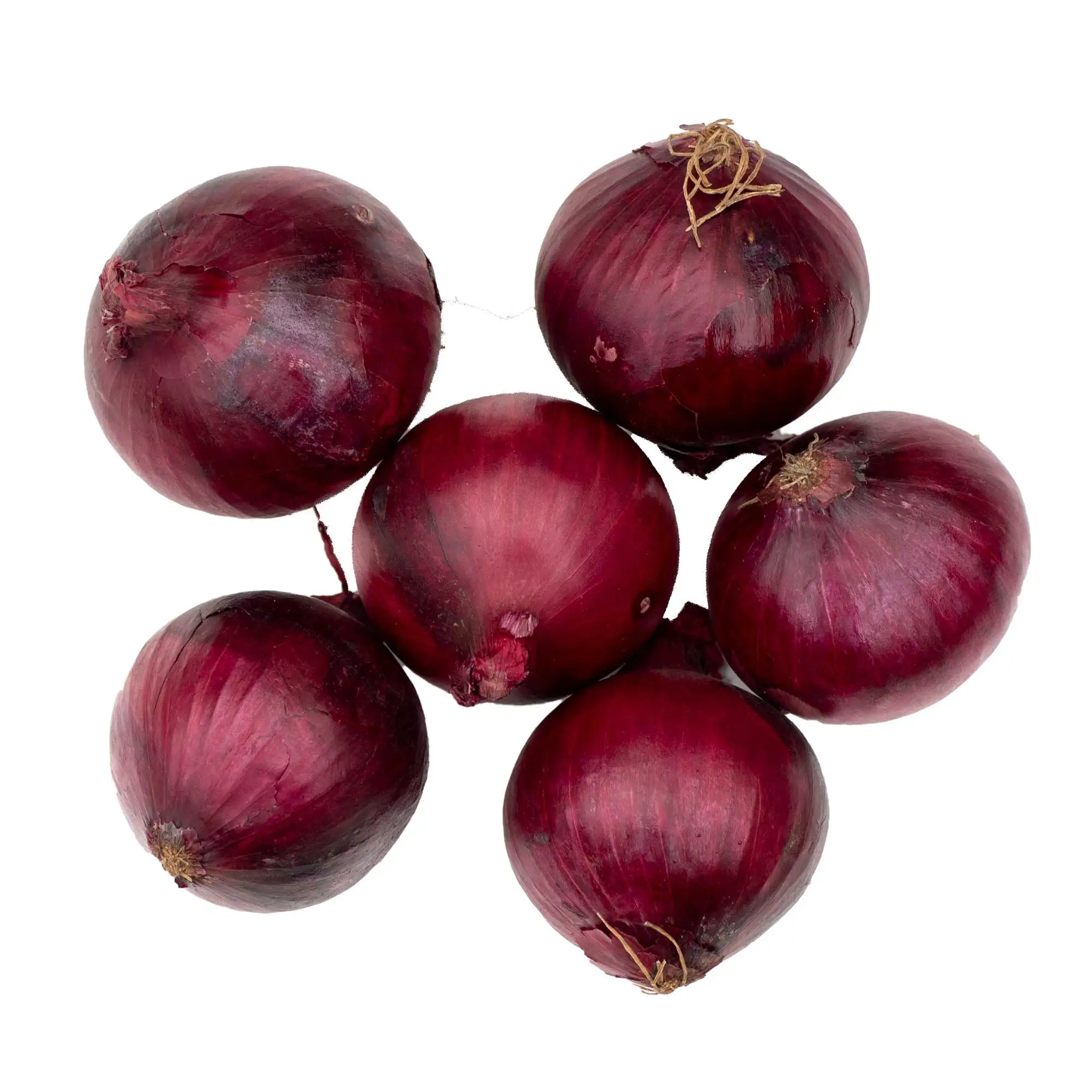 Top  New Session Best Selling Red Fresh Onion From India Manufacturer
