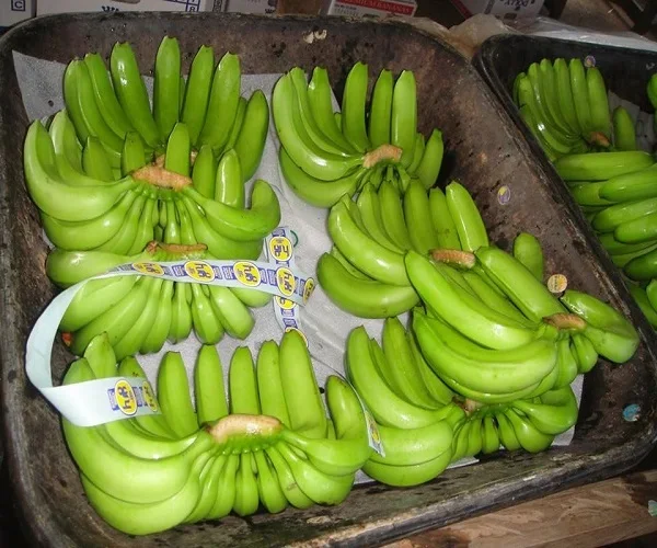 CHEAPEST BANANA GUARANTEED - Fresh Long Green Cavendish Banana Export 100% Free tax worldwide - No.1 Quality