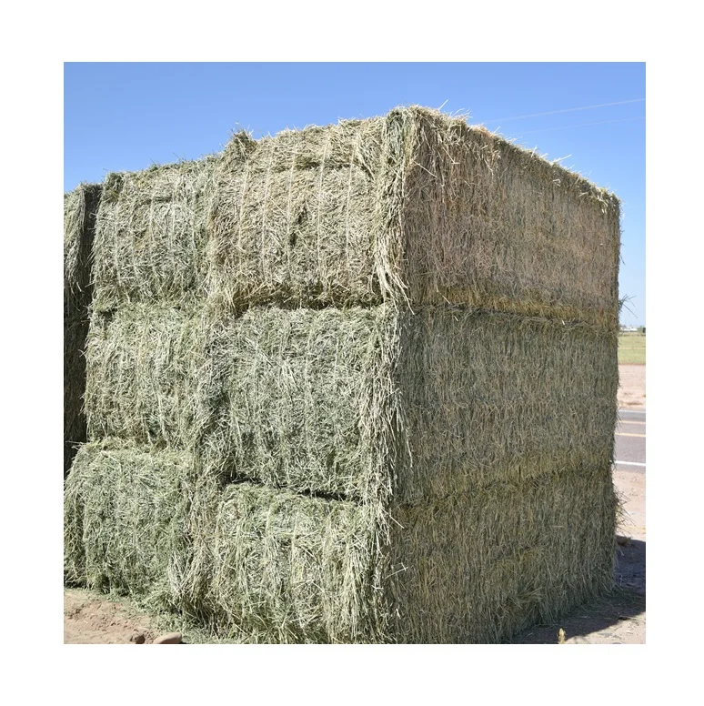 Best Price Bulk Alfalfa Hay Grass Bales For Cattle Feed