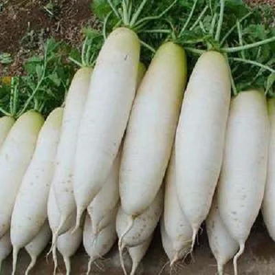 good quality fresh radish Wholesale fresh white radish hot sale low price delicious radish