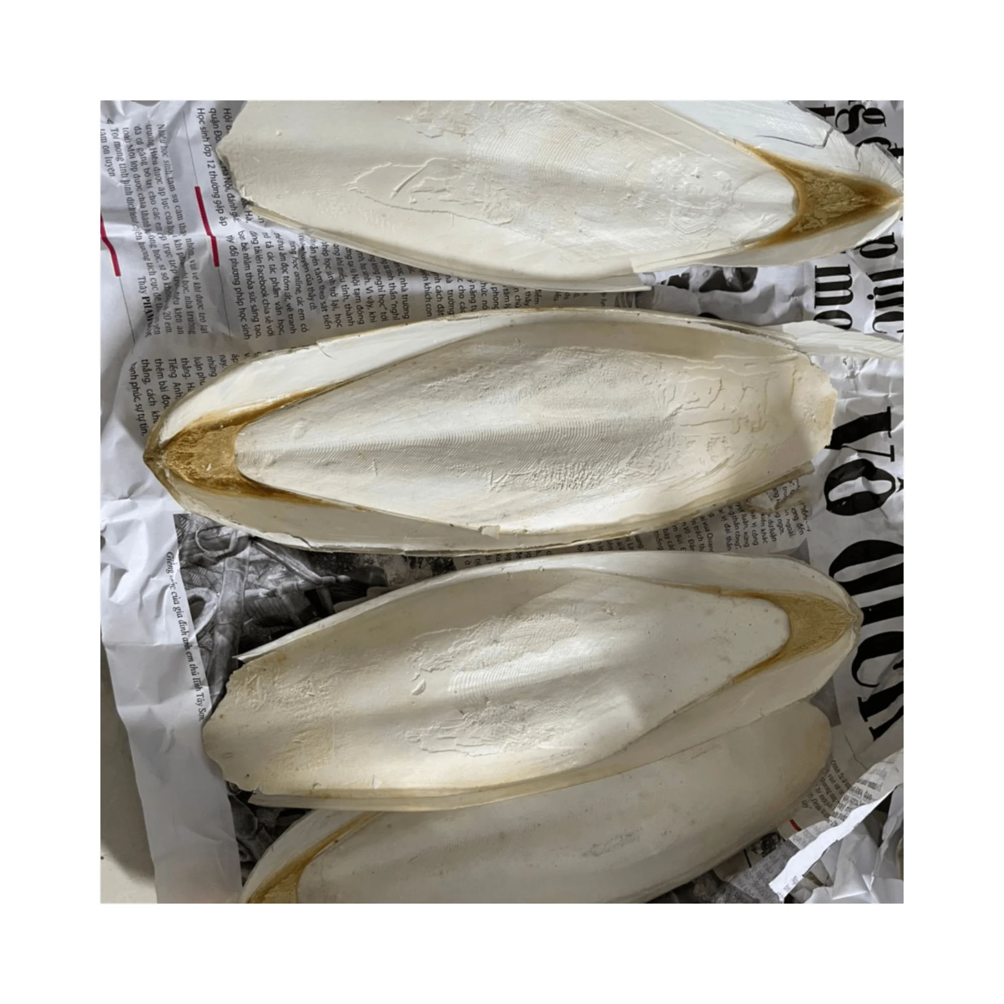 High Quality Dried Cuttlefish Bone Cuttlebone 100% Natural Cuttlefish Bone From Vietnam At Competitive Price