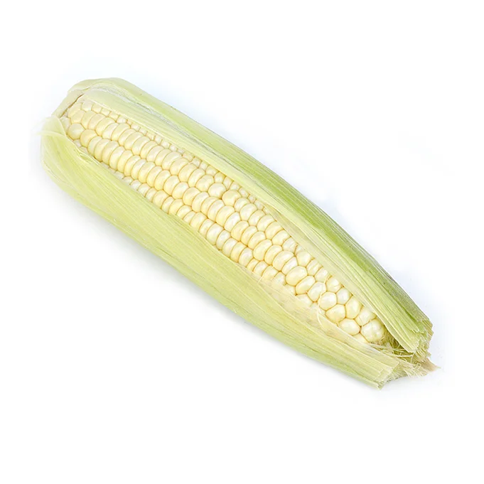 White Corn/ White corn for human consumption non gmo White corn/ yellow corn for animal feed popcorn