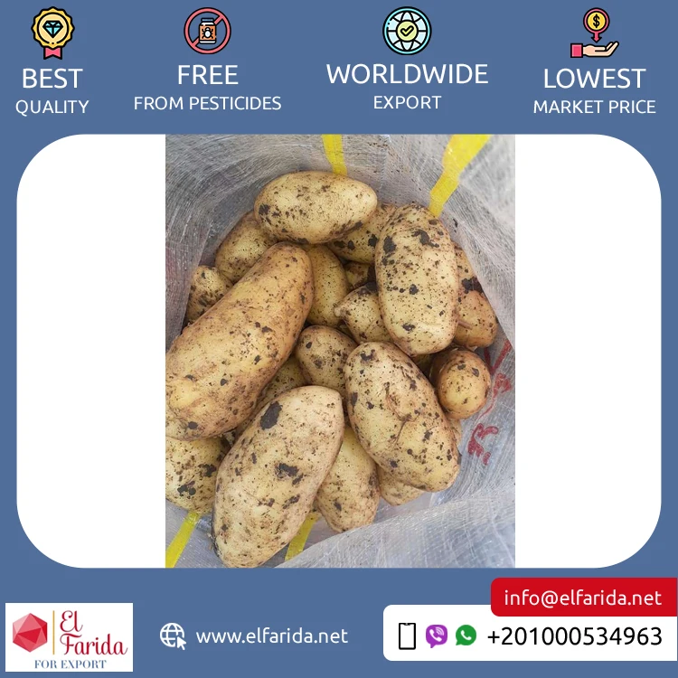 Bulk Quantity Supply High Quality Egypt Origin Export Natural Fresh Vegetable Big Size Potatoes Spunta Diamond Lady Rosetta
