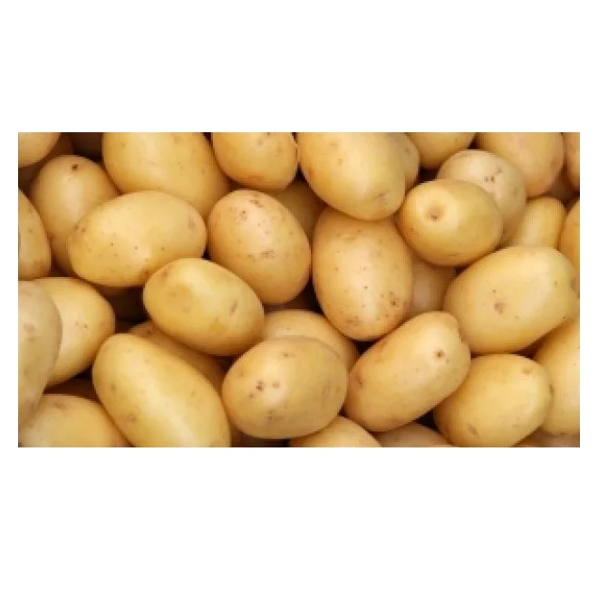 Bulk Stock Available Of Fresh Vegetable Potatoes At Wholesale Prices