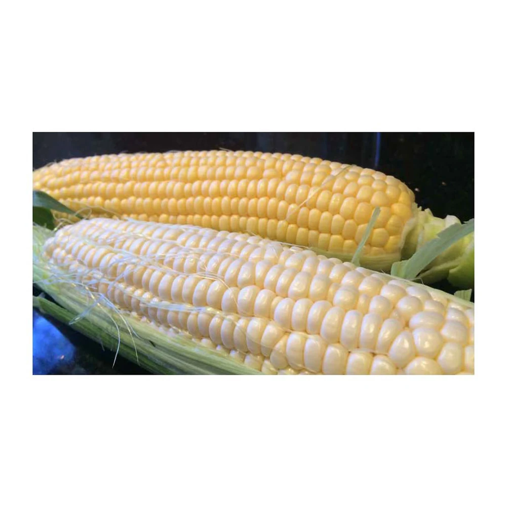 Non-GMO White Corn & White Corn Maize Popcorn White Corn for Human & Animal Feed
