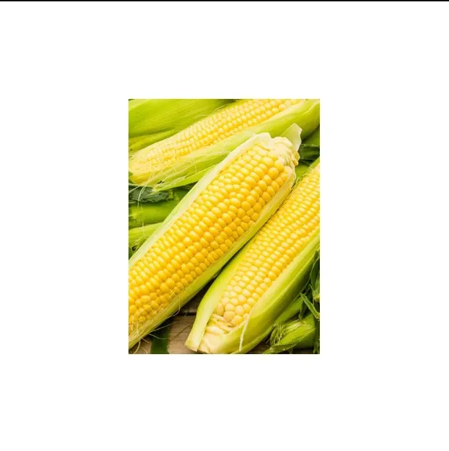 corn3.png