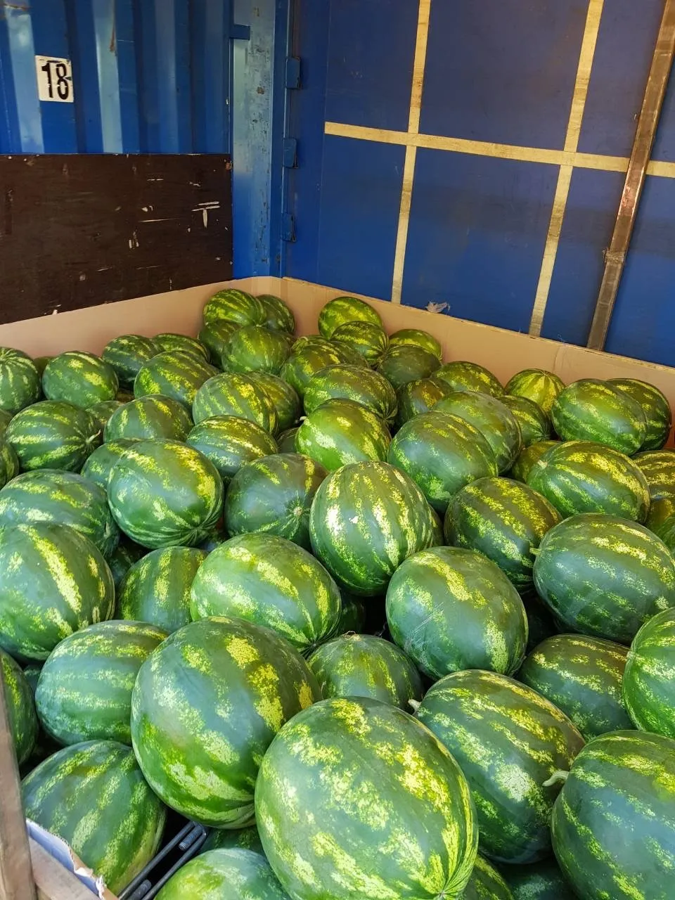 Pure Food grade nutritious natural gourds products from SOUTH AFRICA fresh sweet watermelon for food
