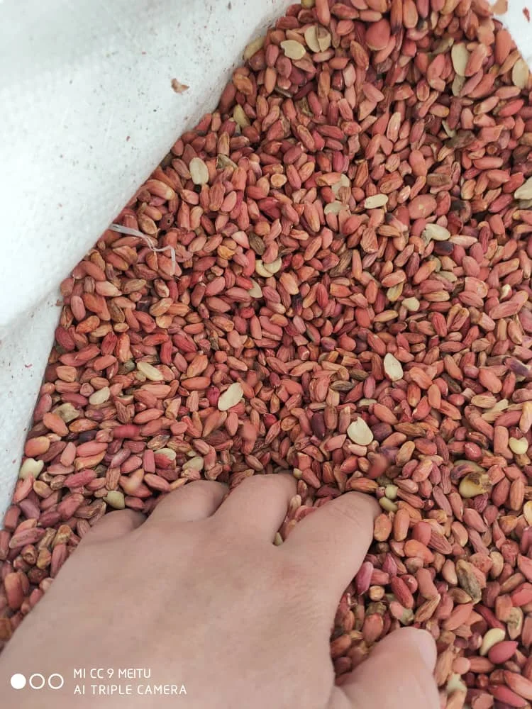 Wholesale Natural Organic First Grade Pealed Peanut Kernels For Processing Into Oil Laser Sorting Peanuts Nuts & Kernels