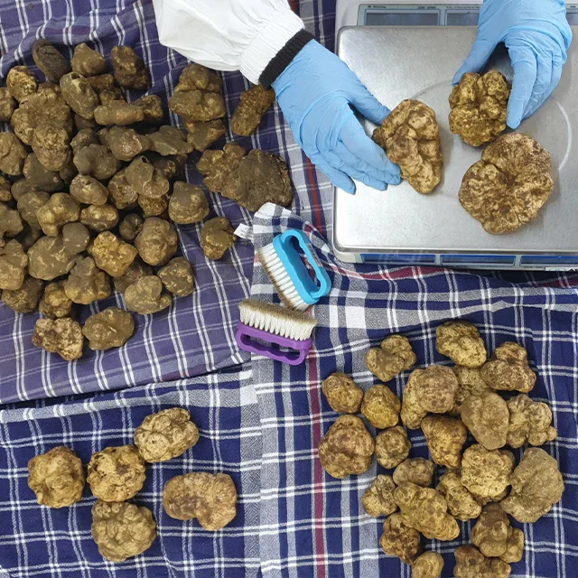 New Product 2023 Italian Dried Superior White Truffle 25 g