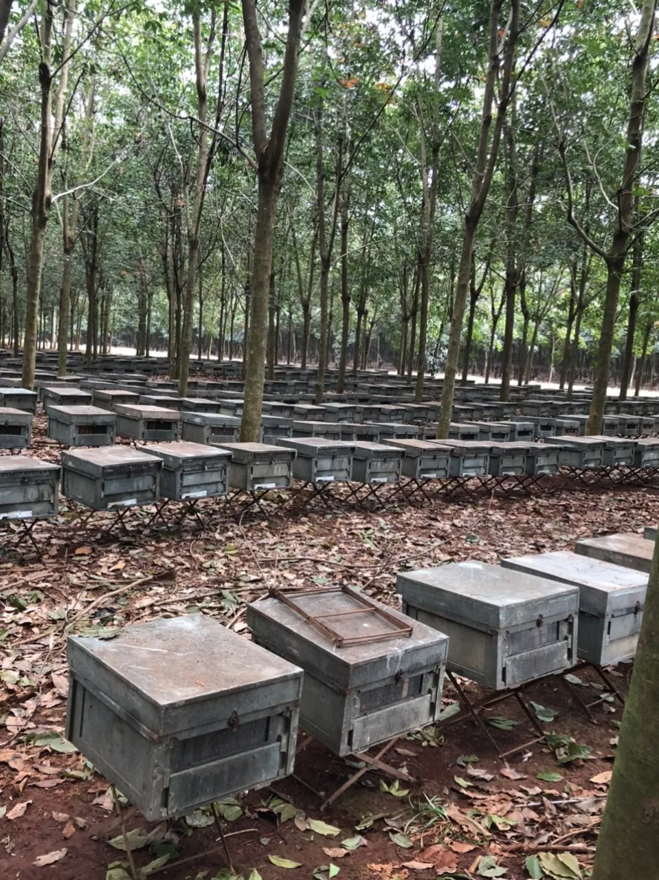 Raw Viet Nam Raw Honey wholesale in 290 kg drum, NMR typical, HMF not detective, fresh collected