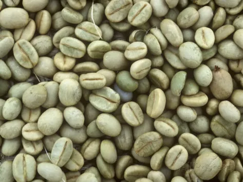 Vietnam 100% Natural Robusta Green Coffee Bean Whole Sale Price Vietnam Green Coffee Bean Attractive Flavor Vietnam Manufacturer