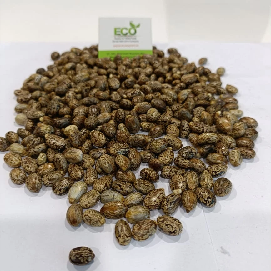 Семена коричневого сушеного клещевника 56.87% сыпучих