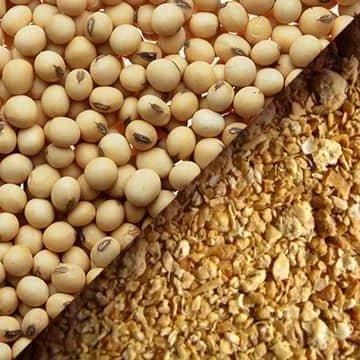 Wholesale animal feed soyabean cake soya beans  soyabeans available directly from India A grade organic soyabeans
