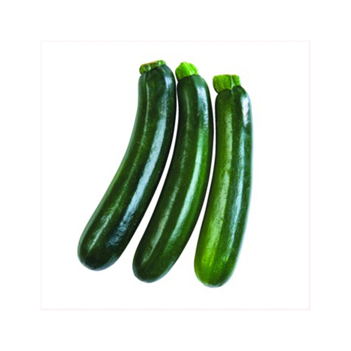 Zucchini squash for sale in good price  Green Squash White Zucchini product for sale