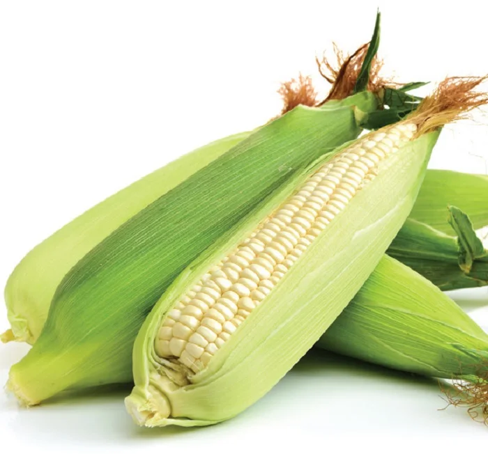 Natural White Maize Corn Fresh Yellow Corn White Corn In Stock