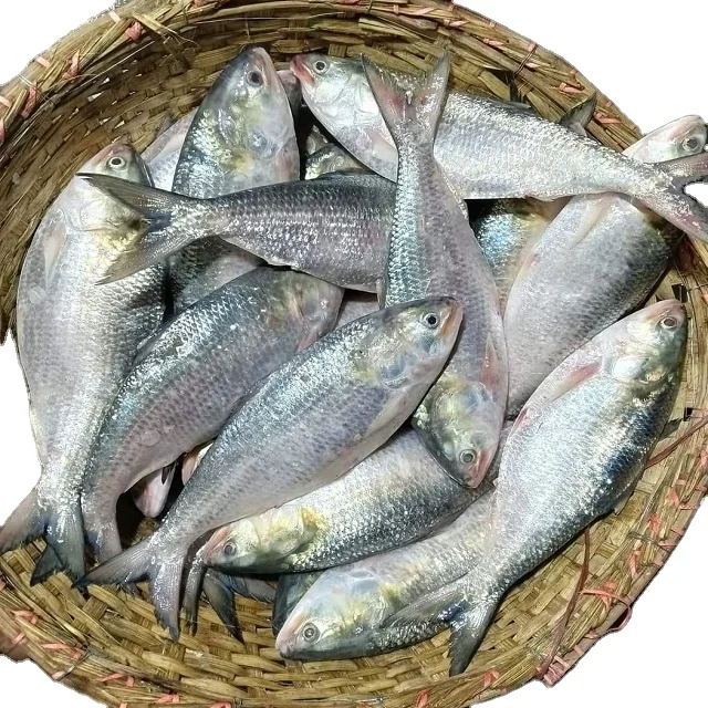 Frozen Fish Fresh Tilapia Supplier Block Bulk Style Packaging Package Weight Lbs Shelf Origin Latin Type Life Shape BRC Product