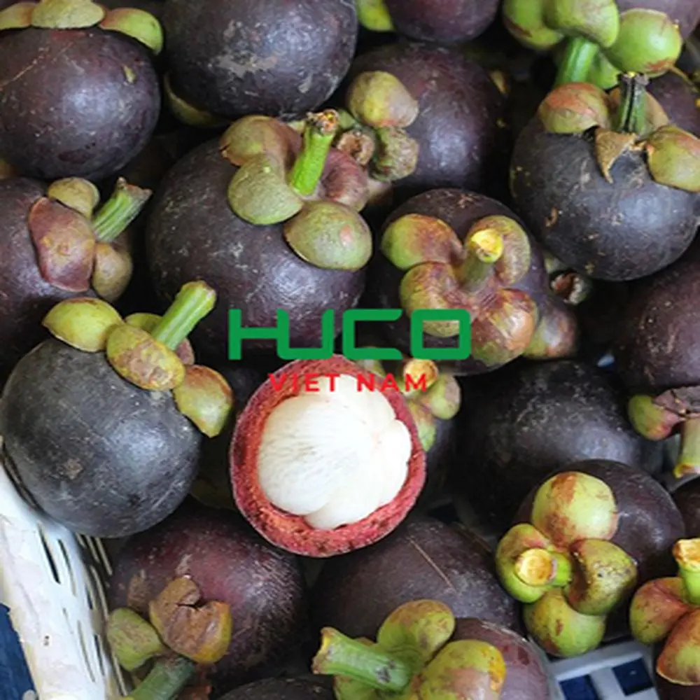 Tropical Fruit Fresh And Sweet Mangostreen No Preservative Special Taste Natural Premium Quality Steamed Fresh Mangosteen