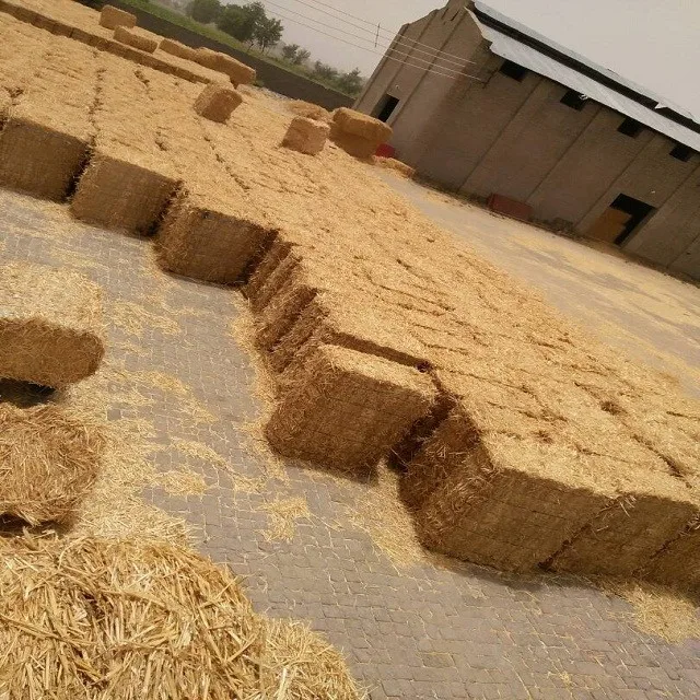 Highest Quality Chopped Pakistani Round Bales Wheat Straw Poultry Animal Feed Wheat Straw Feed Animal Feed Production