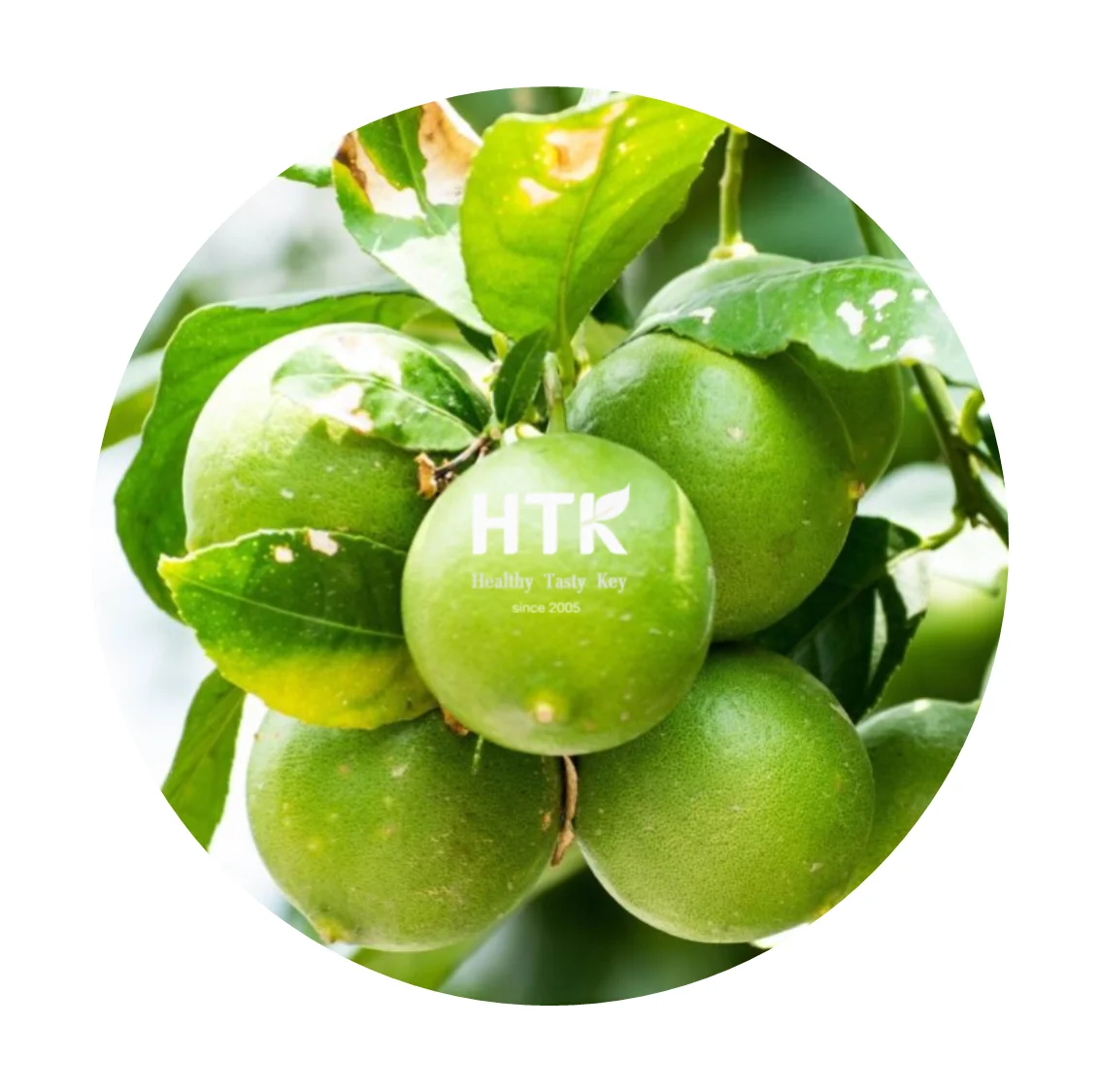100% натуральный сделанный во Вьетнаме высококачественный свежий тропический Лайм от HTK FOODS для продуктов питания и напитков