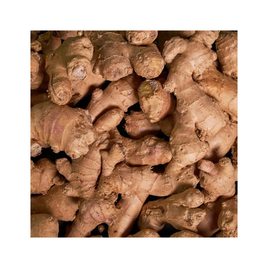 New Fresh Ginger for Wholesale Dry in Bulk Sale Low Price