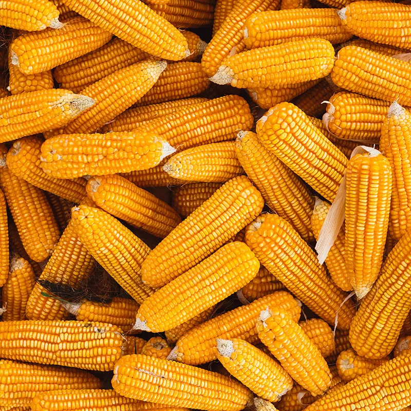 White and Yellow Corn High Quality Yellow Maize Corn for Animal Feed Supplier
