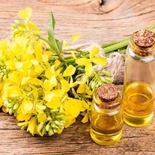 Refined Canola Oil/Wholesale Cooking oil CRUDE DEGUMMED RAPESEED OIL Cooking Oil /Poland