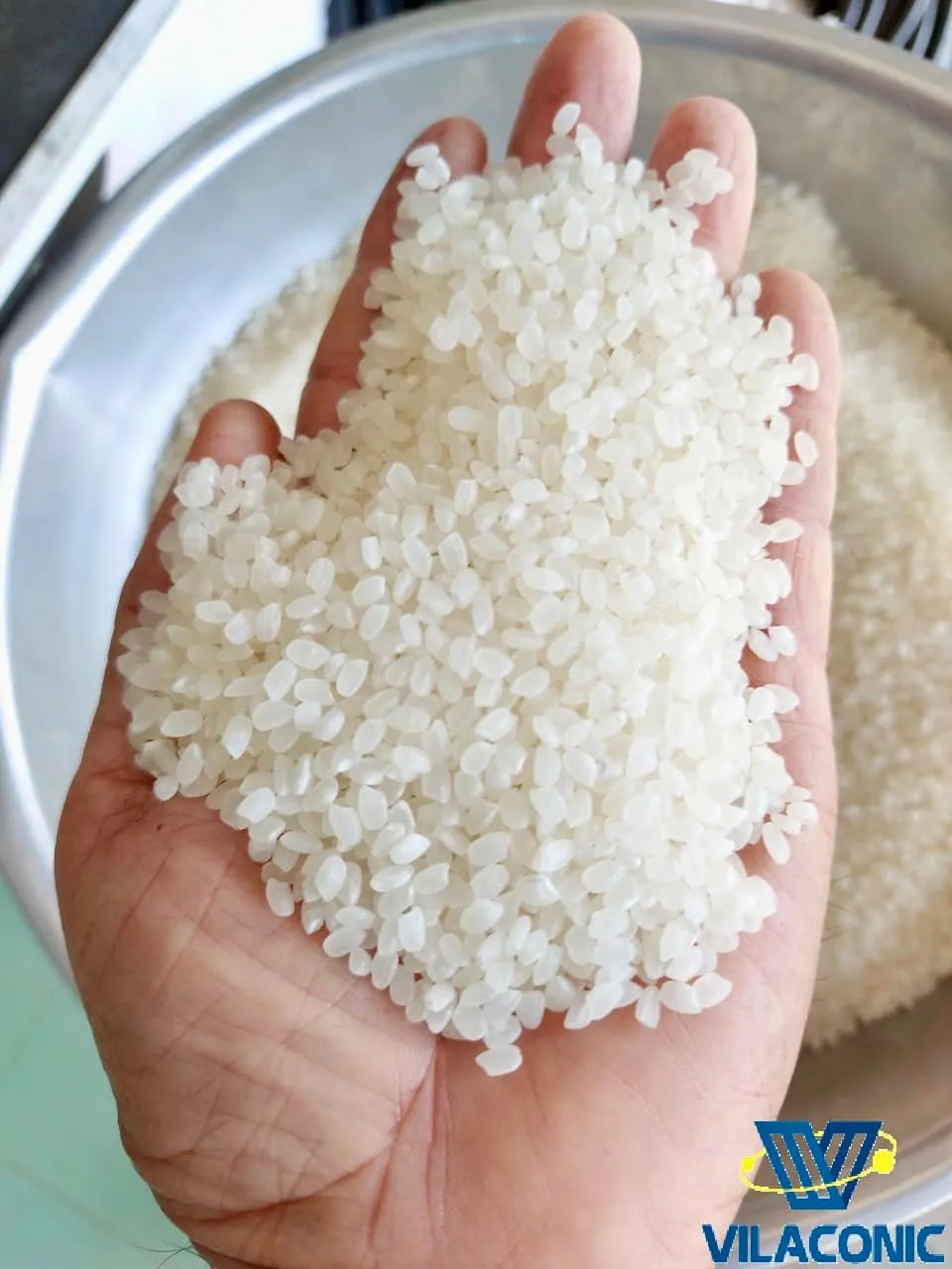 Vietnam Camolino Calrose Rice Japonica rice from Vilaconic factories _whatsapp: +84398885178