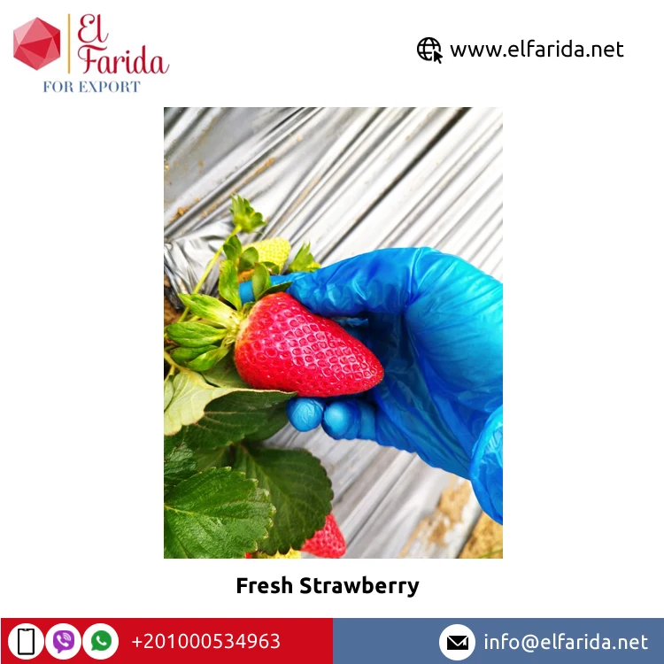 Export Quality Hot Sale Fruits Berries Delicious Sweet Taste Natural Fresh Strawberry for Wholesale Purchase at Bulk Price