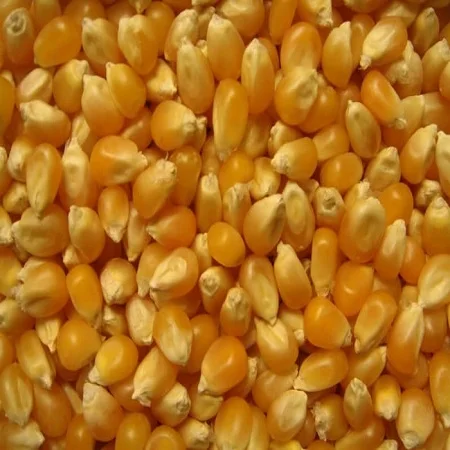 Best Grade Rich in High Quality Organic Corn best quality dried yellow corn at Most Favorable Price