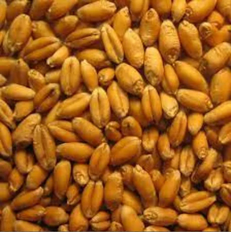 Organic malted barley grain for beer brewing, price of barley malt