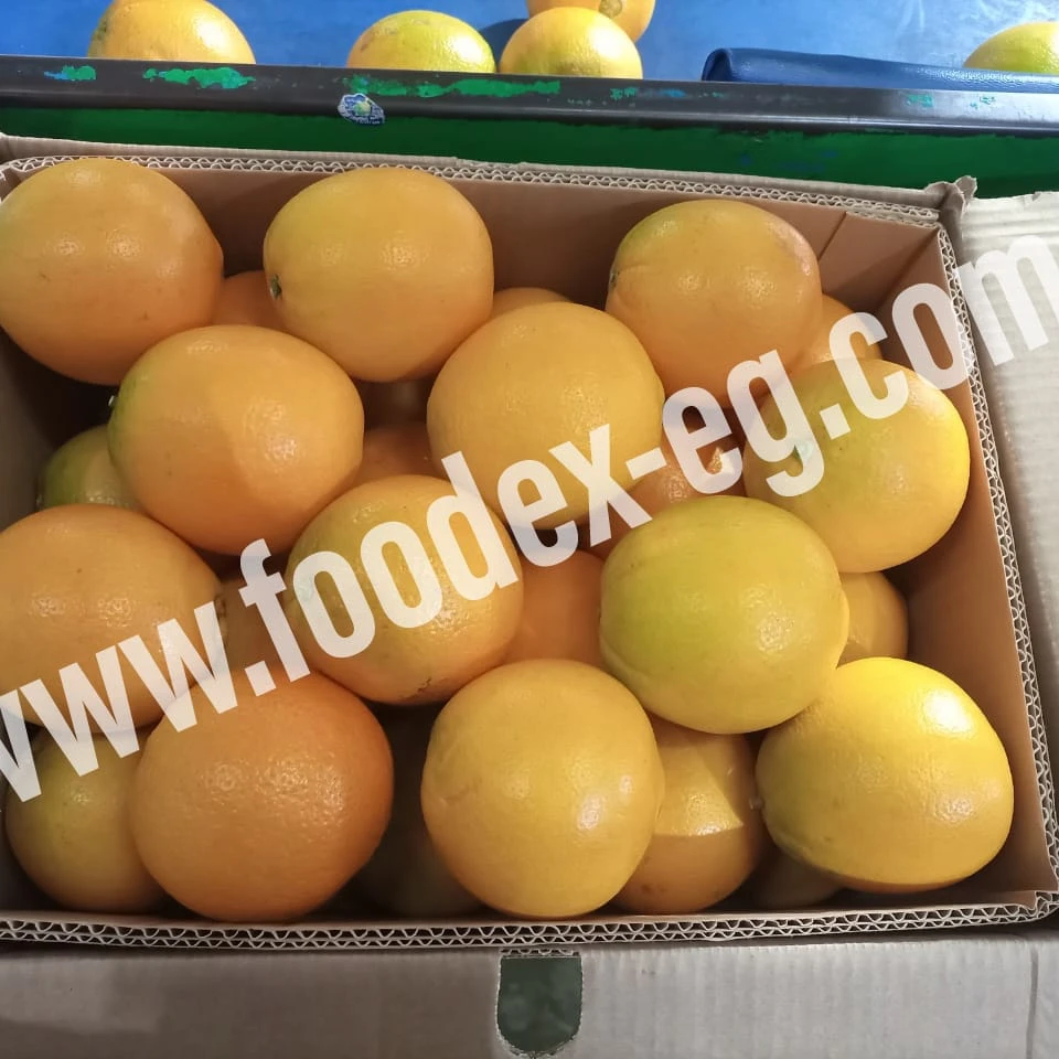 fresh egyptian orange