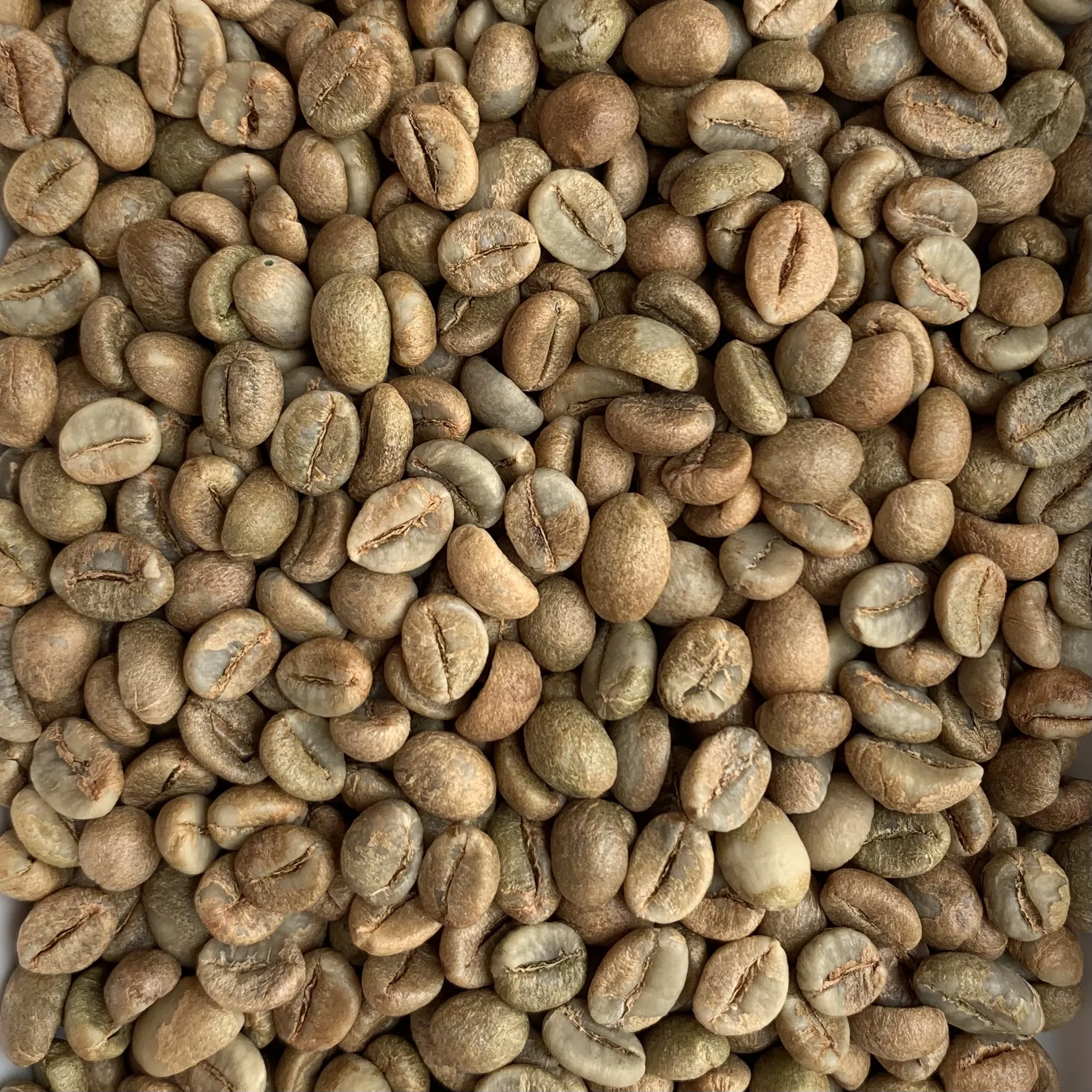 OEM ODM Rainforest Alliance Certified Organic Cultivation Type Vietnam Honey Robusta Screen 18 Coffee Beans