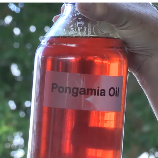 Karanja Oil 7.jpg