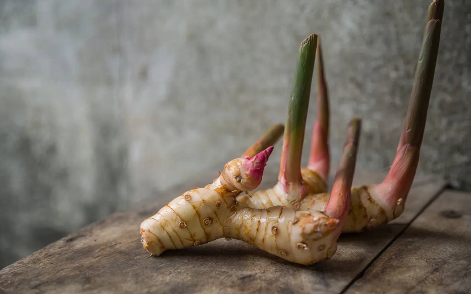 Белый замороженный свежий корень Расми galangal для хорошего