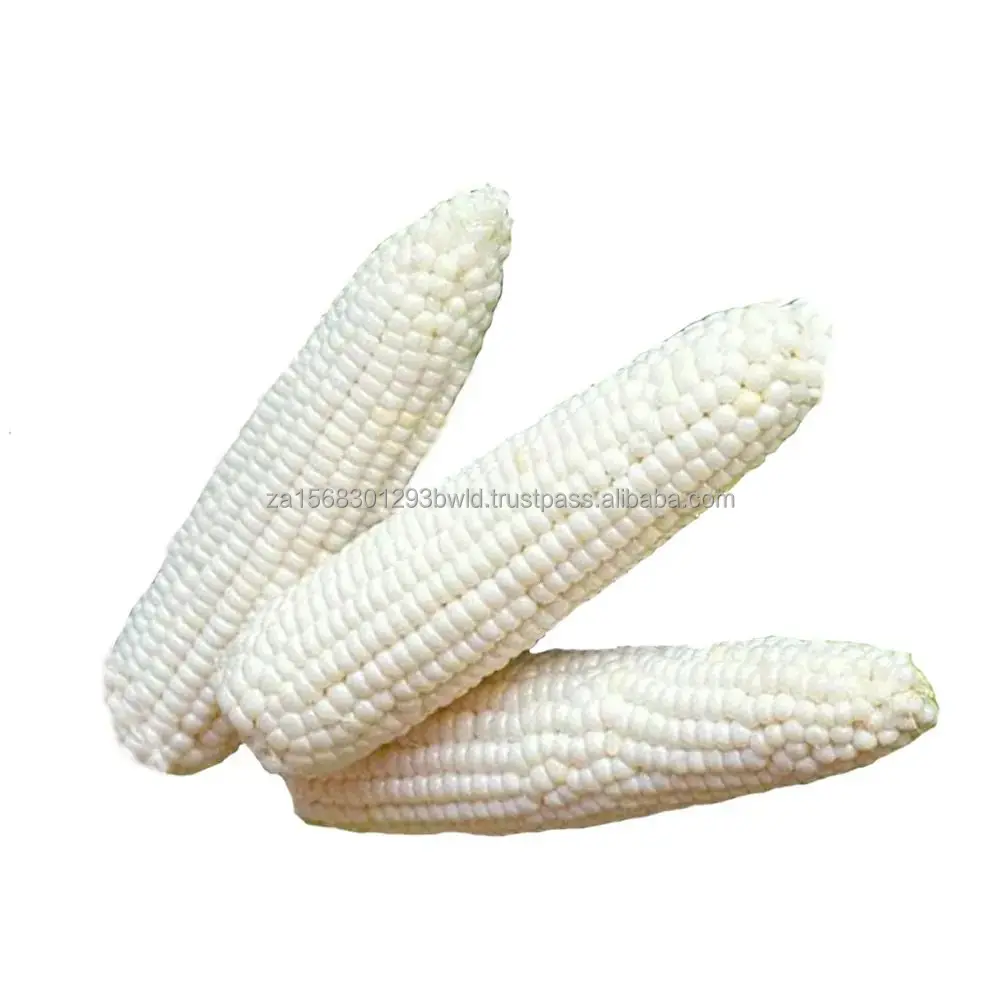 High-Nutritional White Corn - Ideal for Manufacturing and Feed - Nutrient-Rich Yellow Corn - Perfect for Feed and Processing