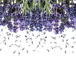 Malak Bio Lavender Water in bulk Certified Organic Facial Toner Pure Maroccan Flower Water  Award-Winning Moisturizer