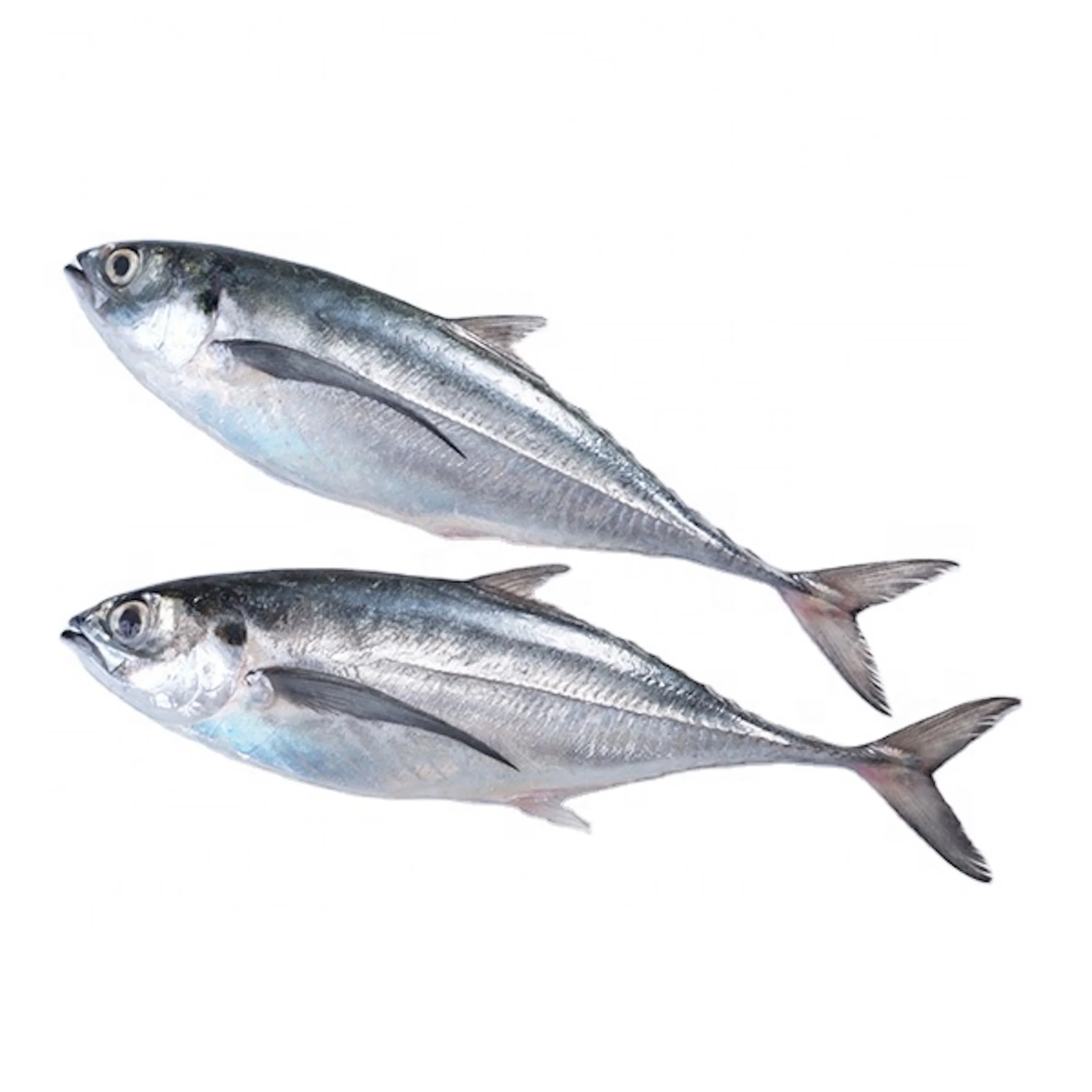 Cheap Frozen Pacific Mackerel Tuna Fish for Exporters