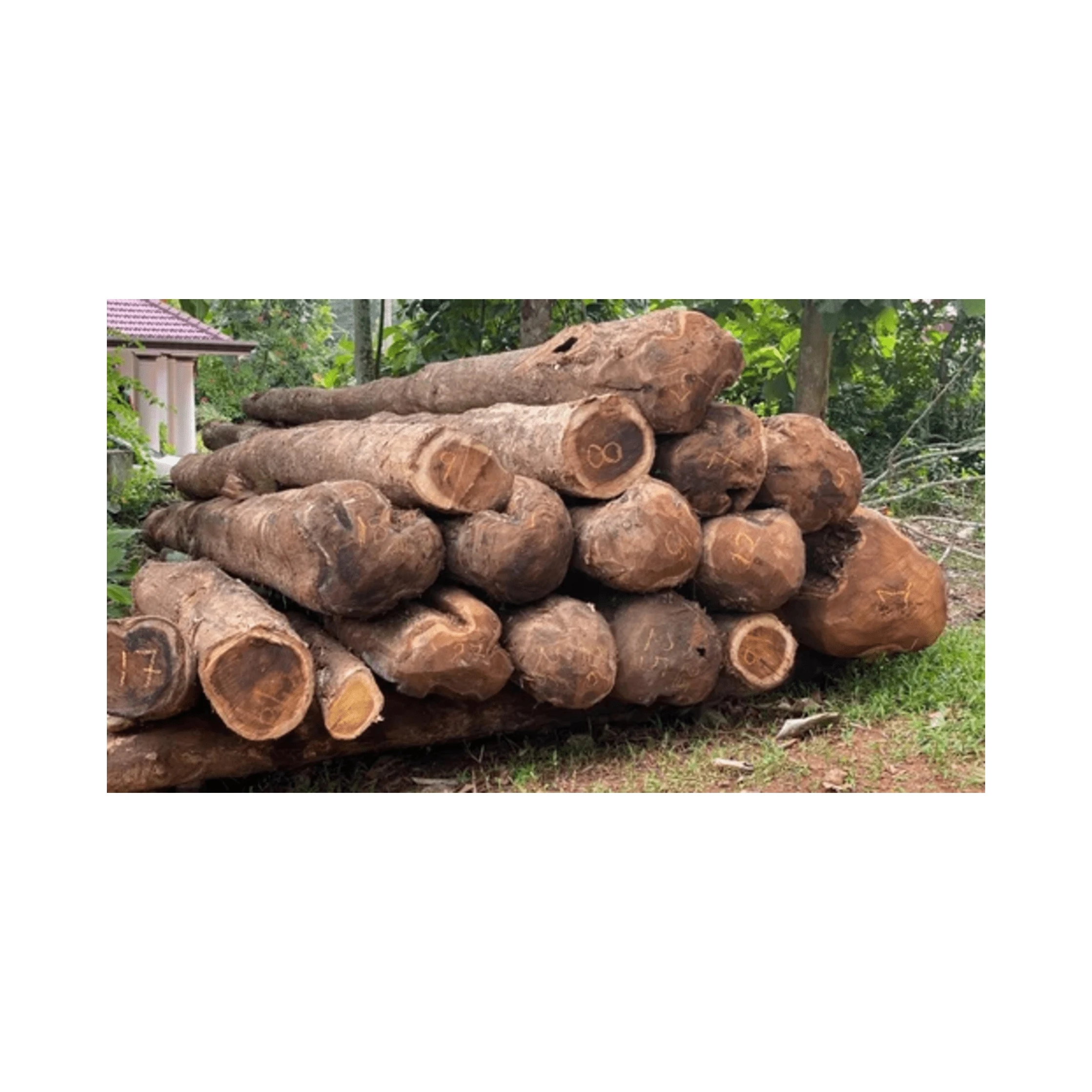 Top Selling Natural Eucalyptus Wood Logs Diverse Types Including Oak Pine Timber Teak Round Pattern Birch Beech Cherry
