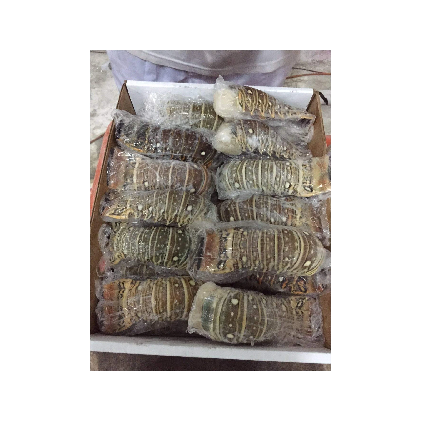Seafood Fresh and Frozen Lobster Lobster Tails For Sale..