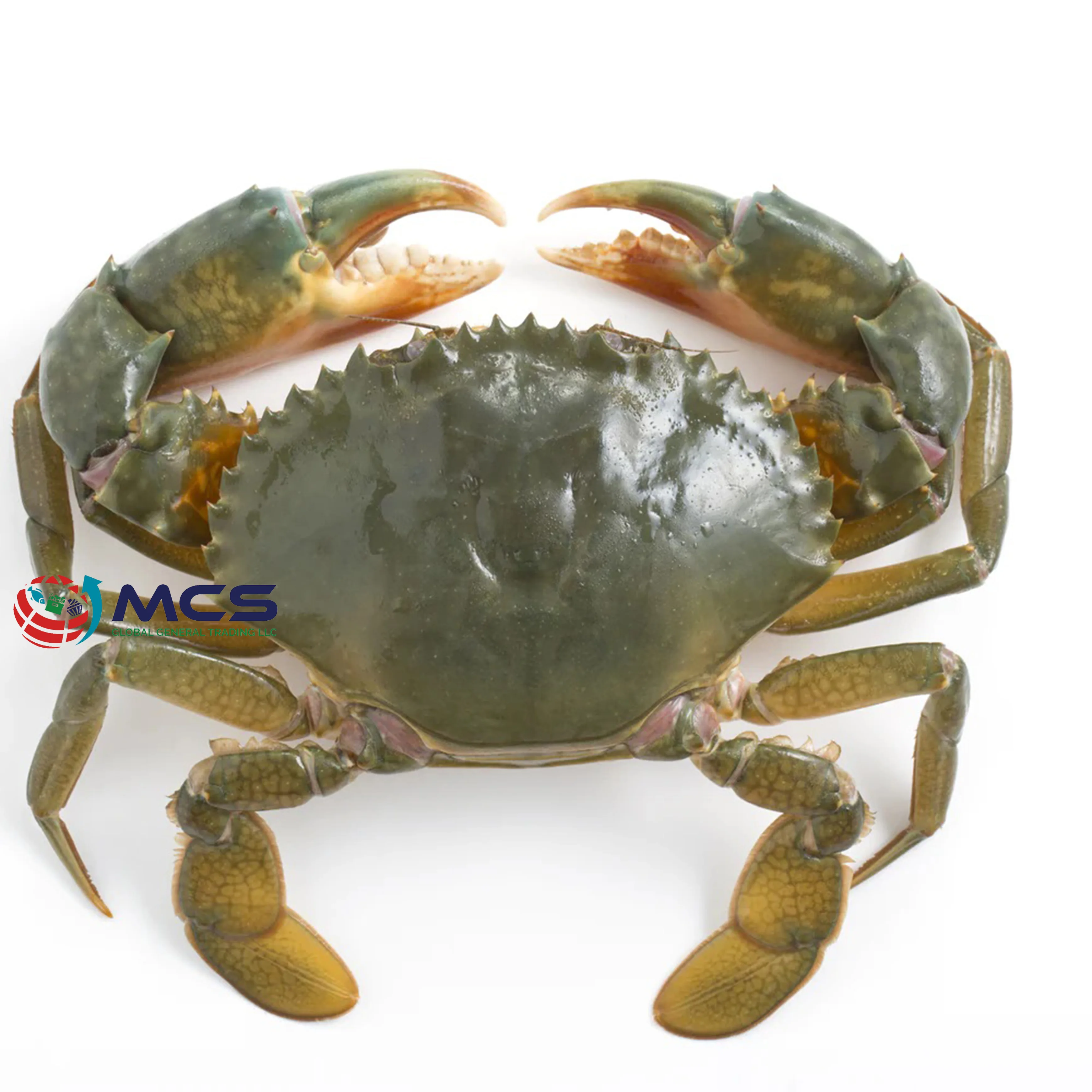 High quality Mud crab for sale bulk supplier hot sale mud crabs blue frozen mud snow crab at best price
