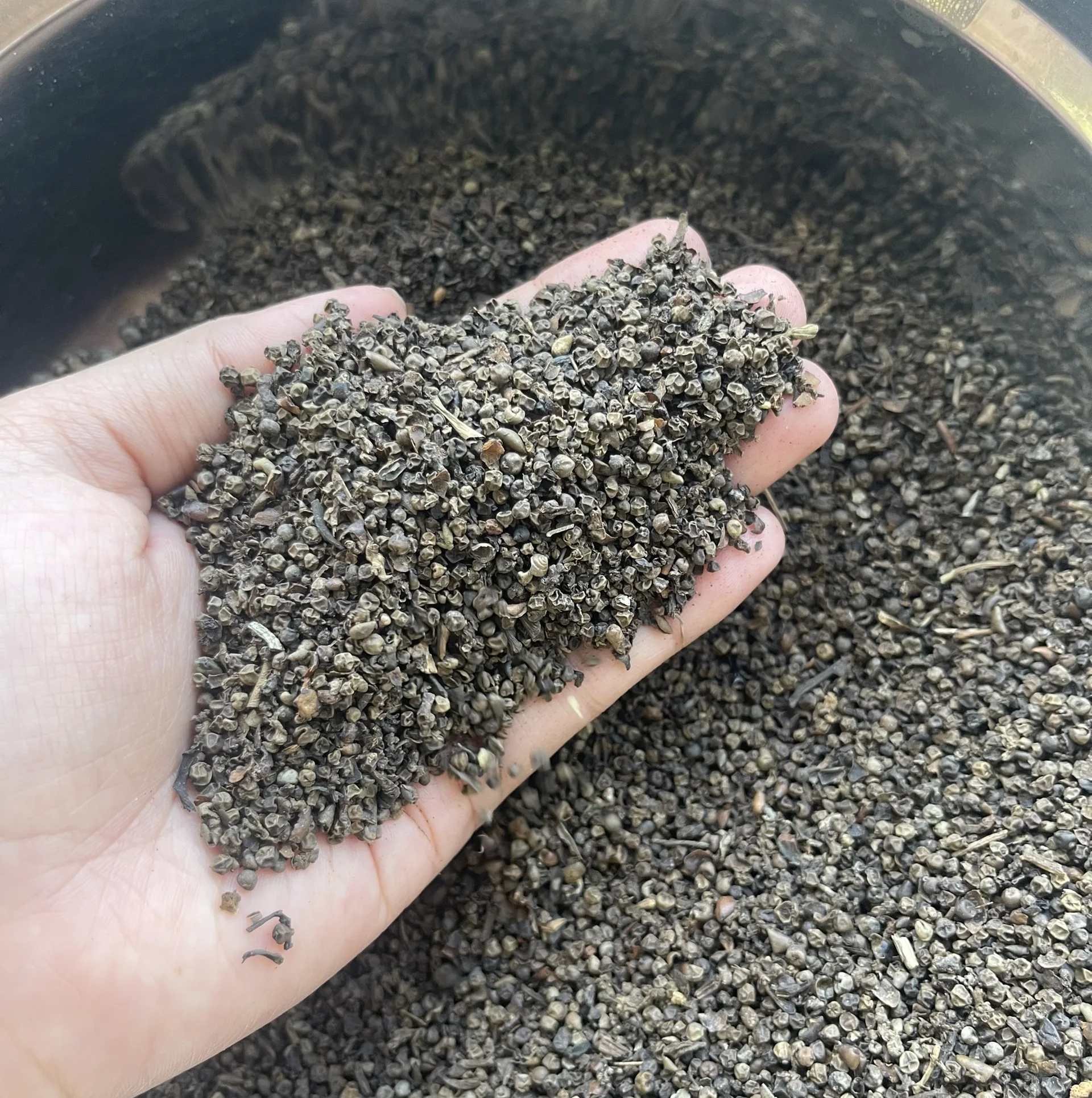 VIETNAM PINHEAD BLACK PEPPER BLACK PEPPER 500/550/570/580 MC/FAQ HIGH QUALITY BEST PRICE IN VIETNAM- ANNA Do W/A: +84982153058