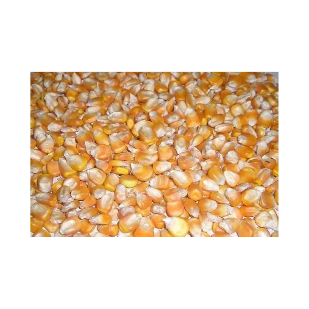 Best selling high on demand standard quality dried yellow corn at 100% wholesale exporter from Philippines